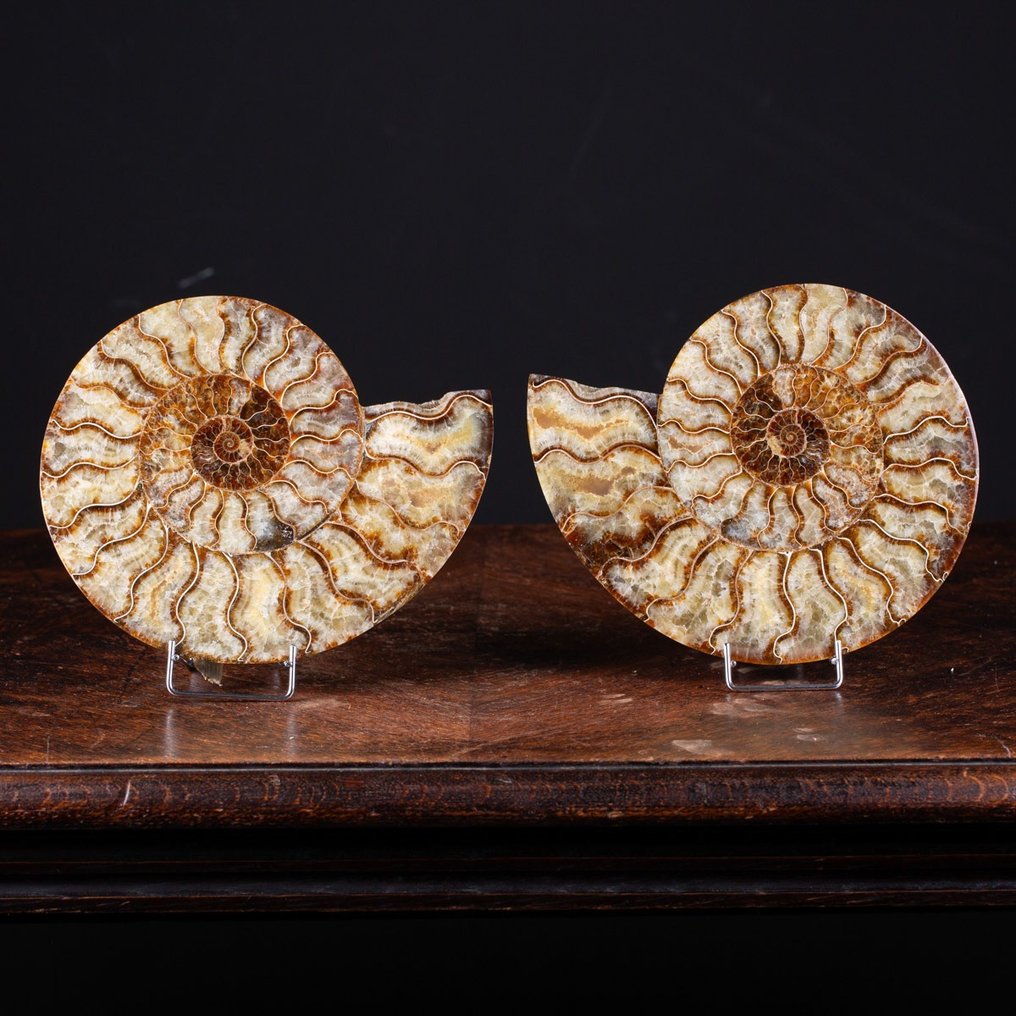 Ammonit - Forstenet dyr - Aioloceras (Cleoniceras) sp. - 19 cm - 25 cm #1.2
