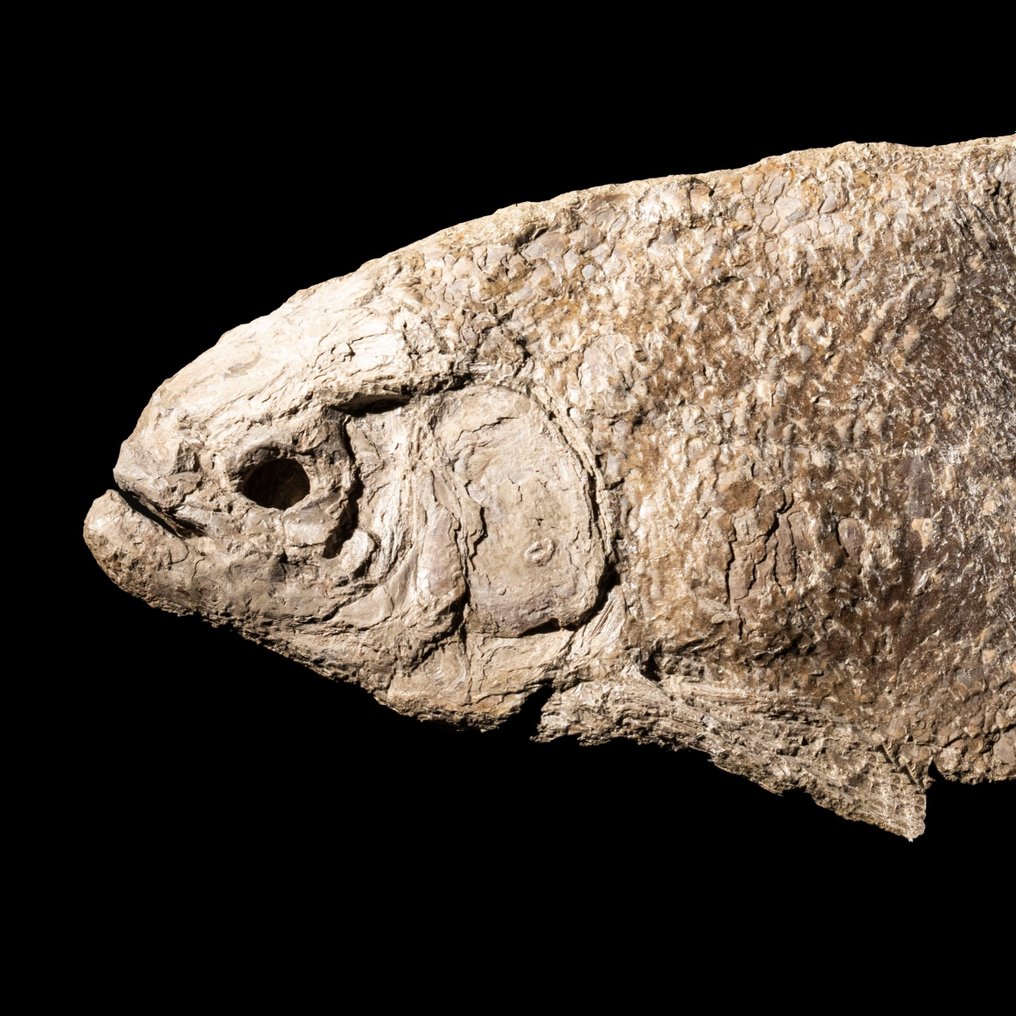 ασυνήθιστο οστεώδες ψάρι με εντυπωσιακά λέπια - Απολιθωμένο ζώο - Tharrhias sp. - 62 cm - 17 cm #2.1