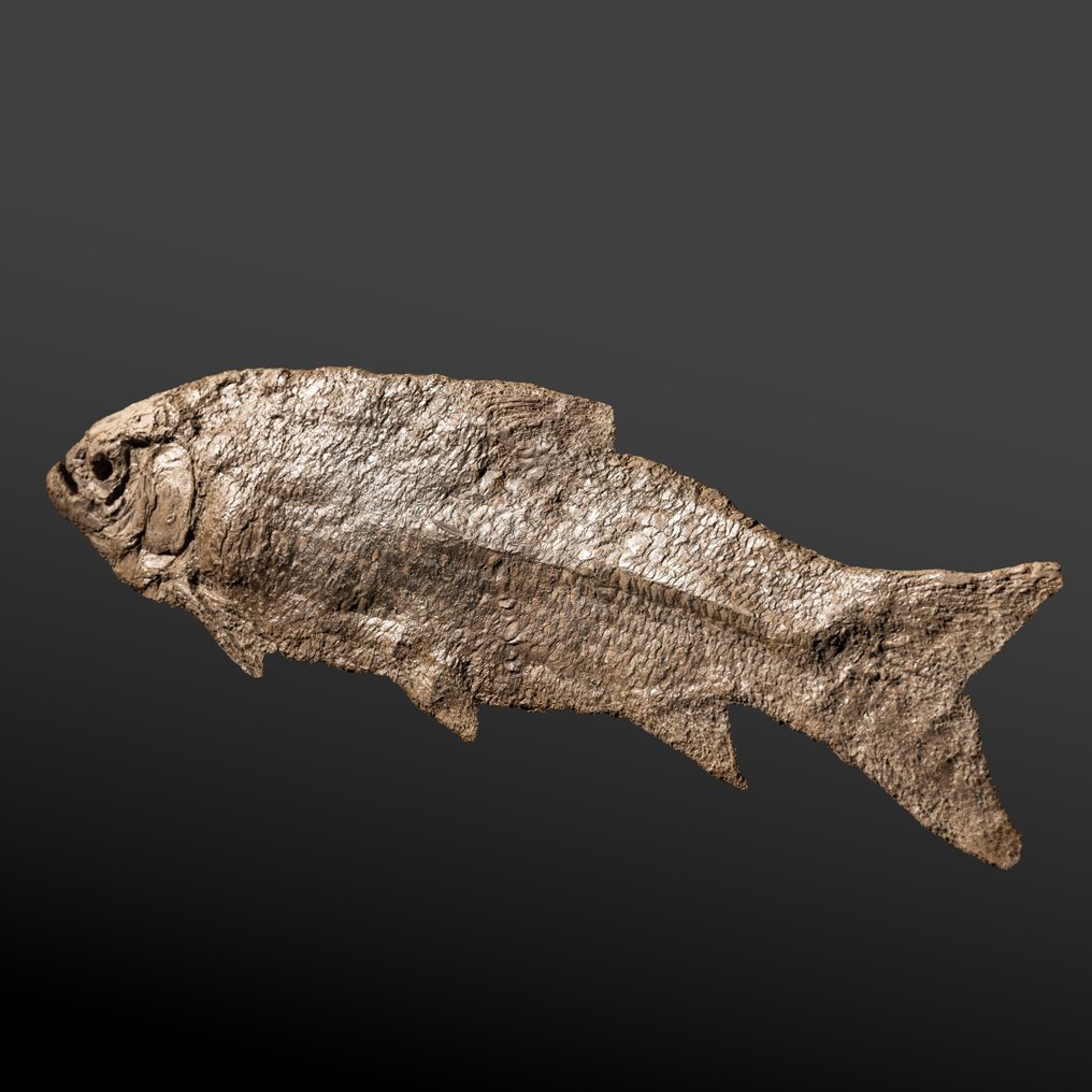 unusual bony fish with sensational scales - Fossilised animal - Tharrhias sp. - 62 cm - 17 cm #1.1