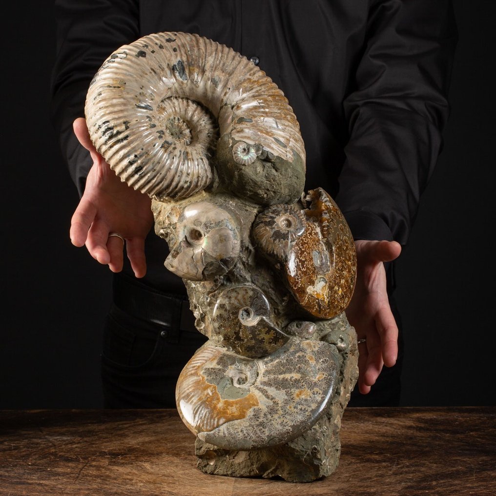 Ammonite - yhdistys alkuperäisellä matriisilla - Kivettynyt eläin - Aioloceras (Cleoniceras) sp. - 47 cm - 29 cm #1.2