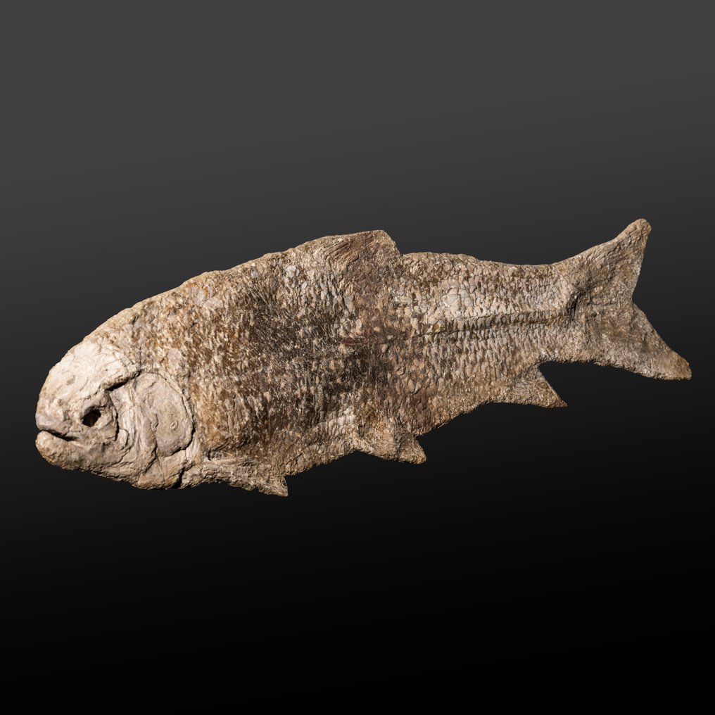 ασυνήθιστο οστεώδες ψάρι με εντυπωσιακά λέπια - Απολιθωμένο ζώο - Tharrhias sp. - 62 cm - 17 cm #1.2