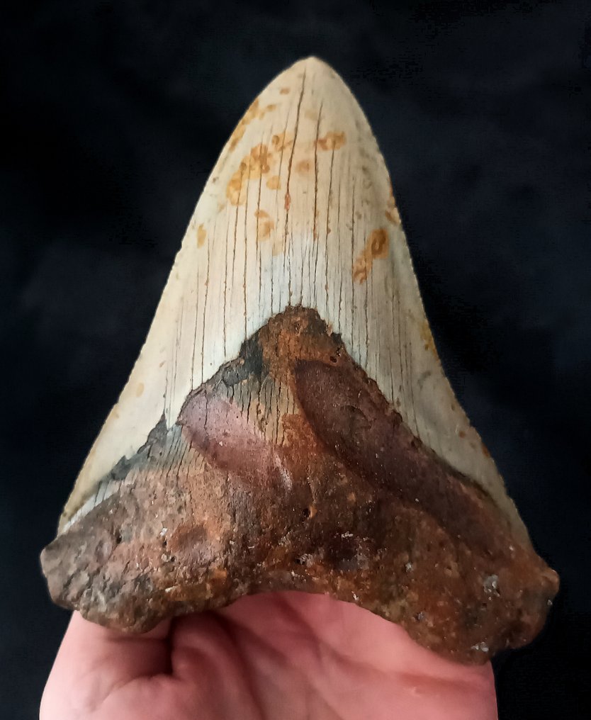 巨牙鯊 - 牙齒化石 - 136 mm - 111 mm #1.1