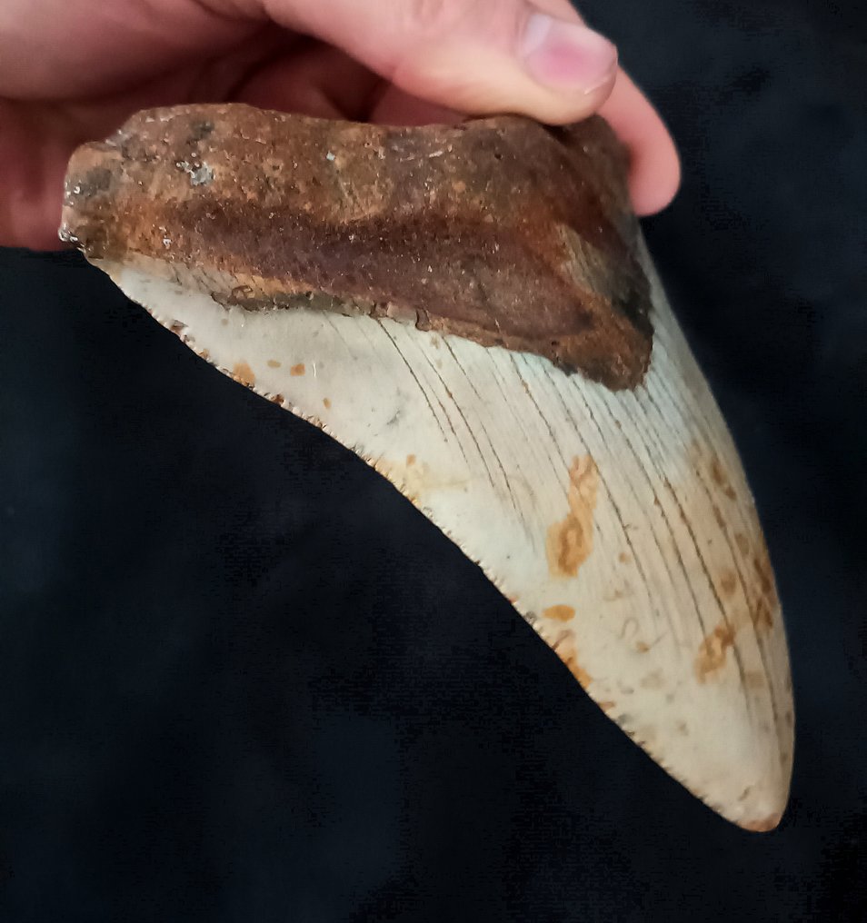 巨牙鯊 - 牙齒化石 - 136 mm - 111 mm #2.1