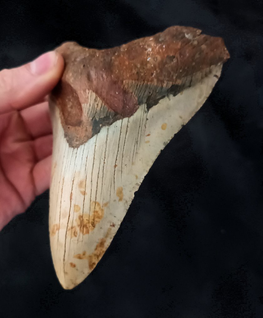 巨牙鯊 - 牙齒化石 - 136 mm - 111 mm #1.2