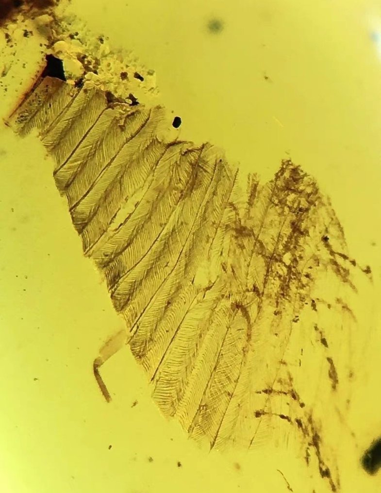 Theropod - Amber - Theropod Feathers from a hundred million years ago - 15 mm - 10 mm #1.2