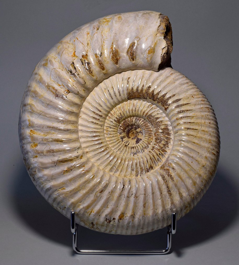 Ammonit - Tierfossil - Kranaosphinctes sp. - 20 cm #1.1