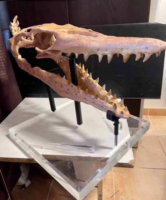 沧龙 3D 头骨和柱（天然牙齿 37） - 修复 - 42 mm - 40 cm #2.1