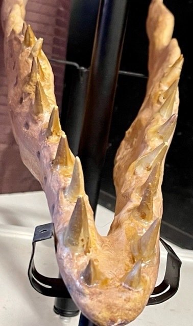 沧龙 3D 头骨和柱（天然牙齿 37） - 修复 - 42 mm - 40 cm #3.2