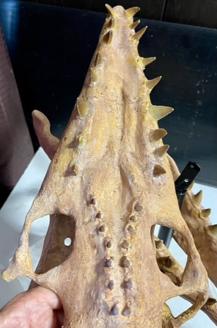 沧龙 3D 头骨和柱（天然牙齿 37） - 修复 - 42 mm - 40 cm #3.1