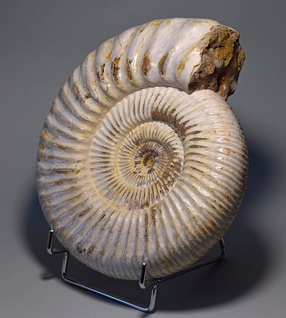 Ammonit - Tierfossil - Kranaosphinctes sp. - 20 cm #2.1