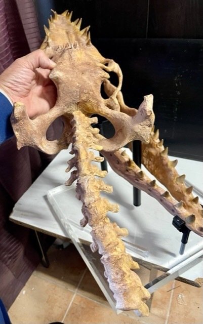 沧龙 3D 头骨和柱（天然牙齿 37） - 修复 - 42 mm - 40 cm #2.2