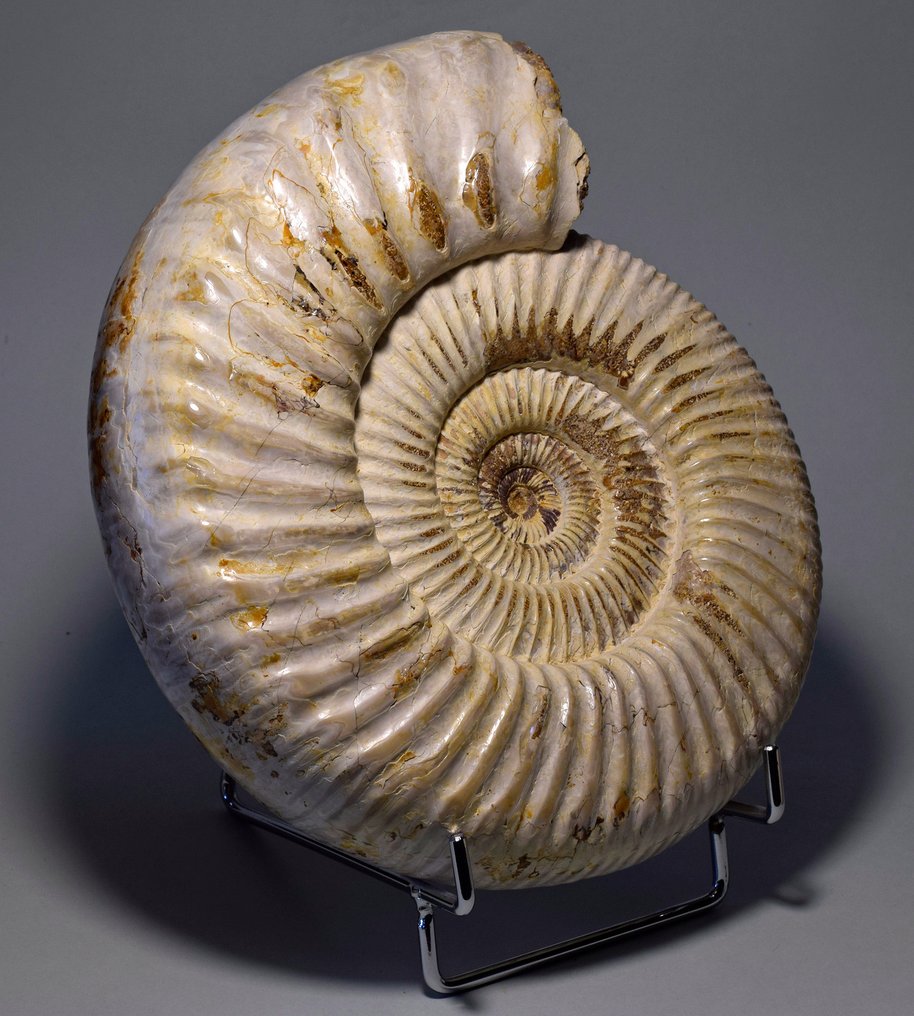 Ammonit - Tierfossil - Kranaosphinctes sp. - 20 cm #1.2