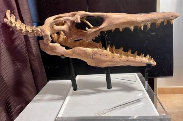 沧龙 3D 头骨和柱（天然牙齿 37） - 修复 - 42 mm - 40 cm #1.1