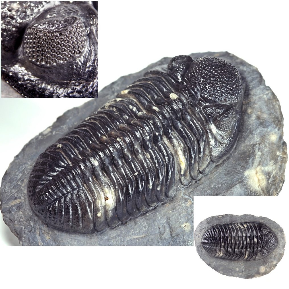 Trilobite - Fossil carapace - Phacops Noir - Rare - Main trilobite is117mm - 150 mm - 110 mm #1.0
