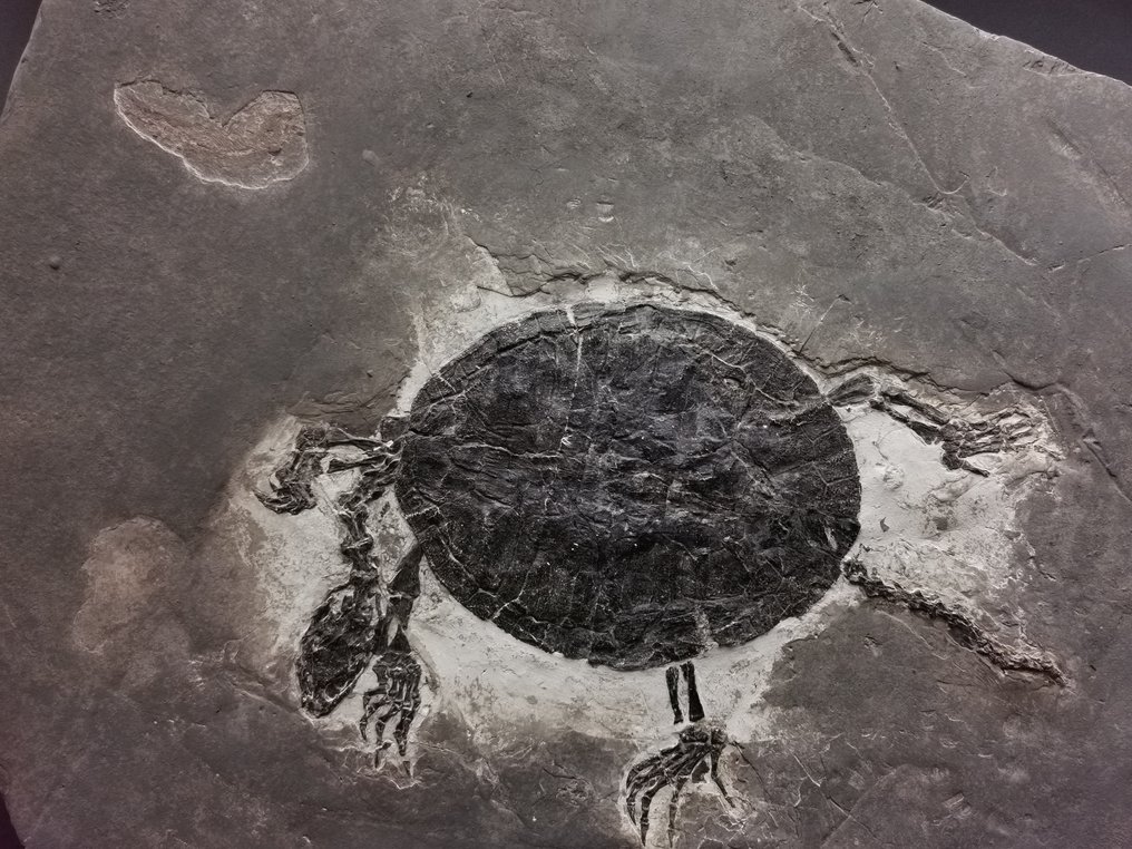 Fosilă de țestoasă de dimensiuni uriașe din Cretacicul inferior - 30 cm - Schelet fosilă - Manchurochelys #3.1