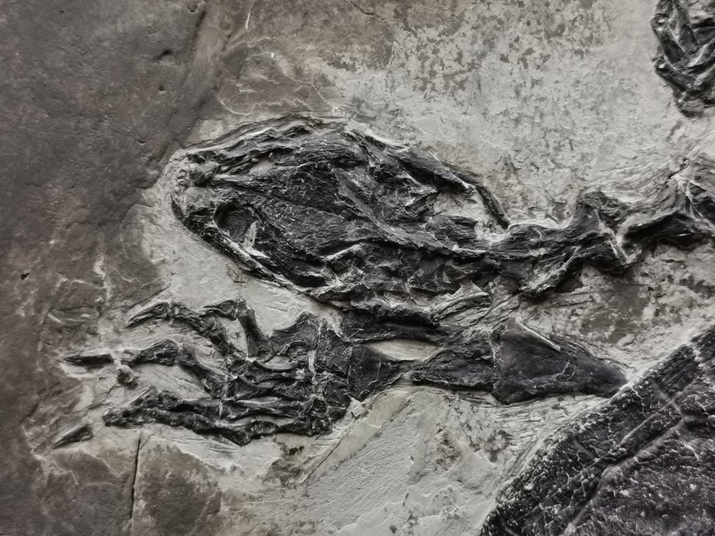 下白垩纪巨型龟化石 - 30 厘米 - 骨骼化石 - Manchurochelys #2.1