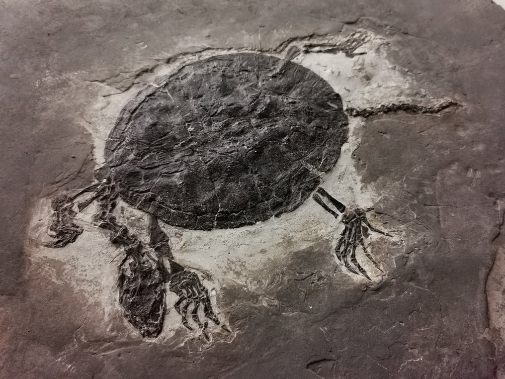 Fosilă de țestoasă de dimensiuni uriașe din Cretacicul inferior - 30 cm - Schelet fosilă - Manchurochelys #1.1