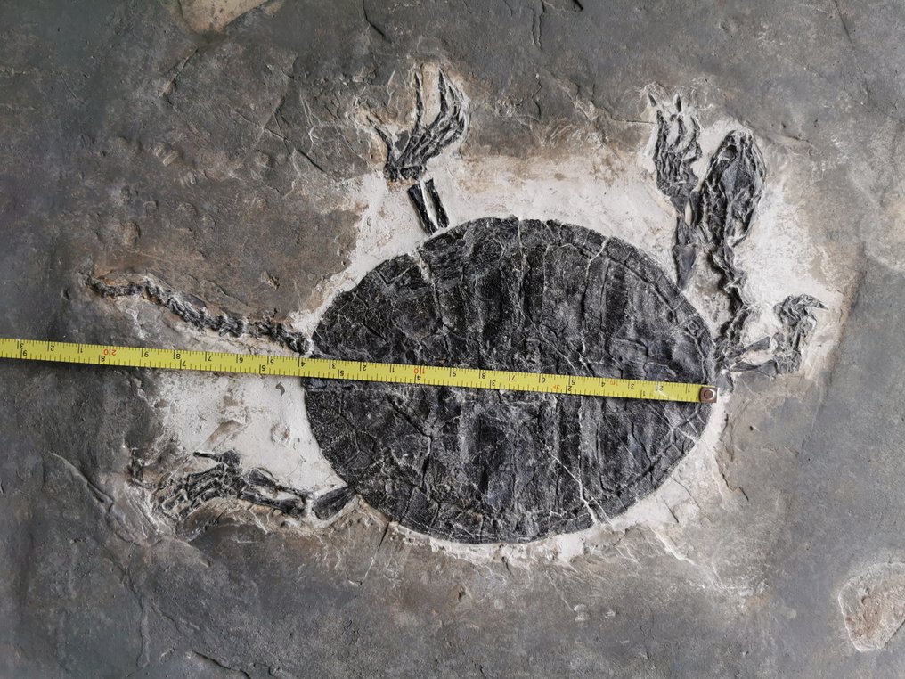 下白垩纪巨型龟化石 - 30 厘米 - 骨骼化石 - Manchurochelys #3.2