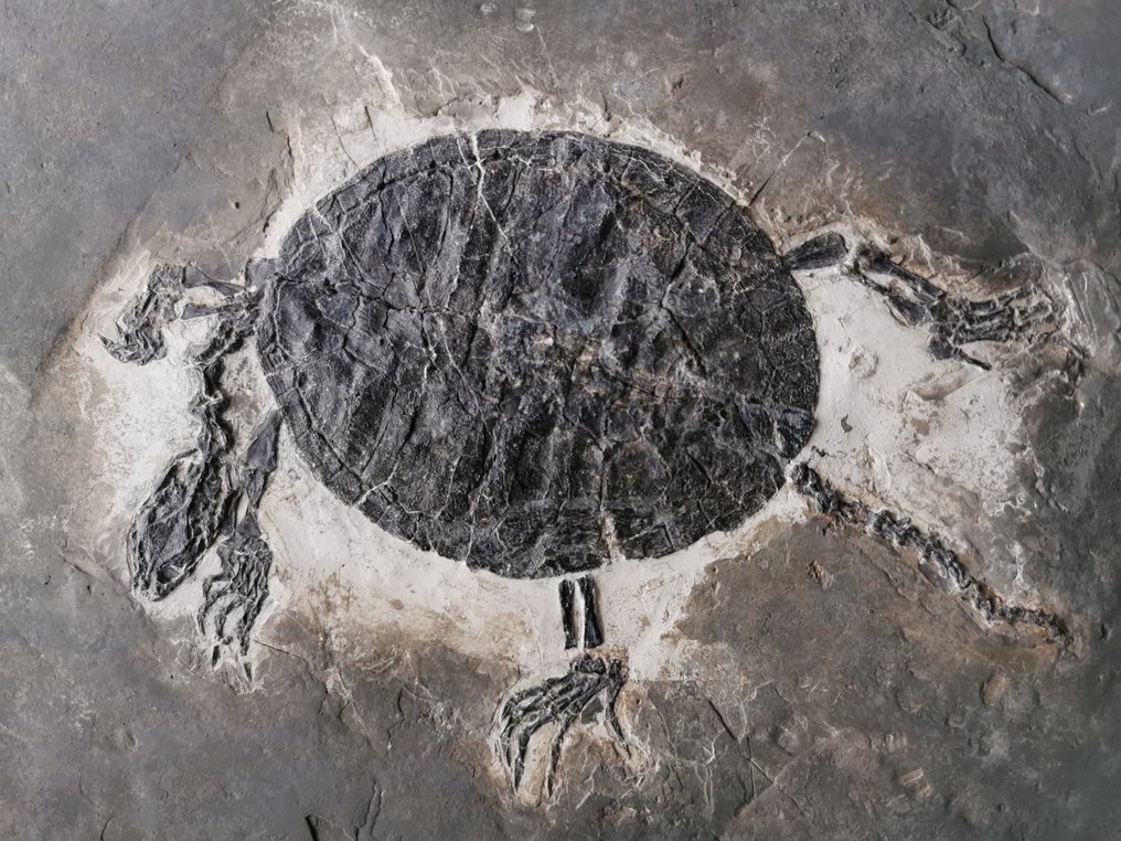 Fosilă de țestoasă de dimensiuni uriașe din Cretacicul inferior - 30 cm - Schelet fosilă - Manchurochelys #2.2