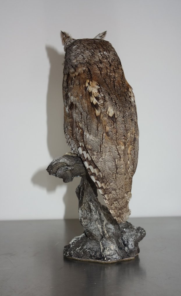 Scops Owl Βάση ταρίχευσης ολόκληρου σώματος - Otus scops (with full EU Article 10, Commercial Use) - 22 cm - 9 cm - 11 cm - CITES Προσάρτημα ΙΙ - Παράρτημα Α στην ΕΕ #2.2