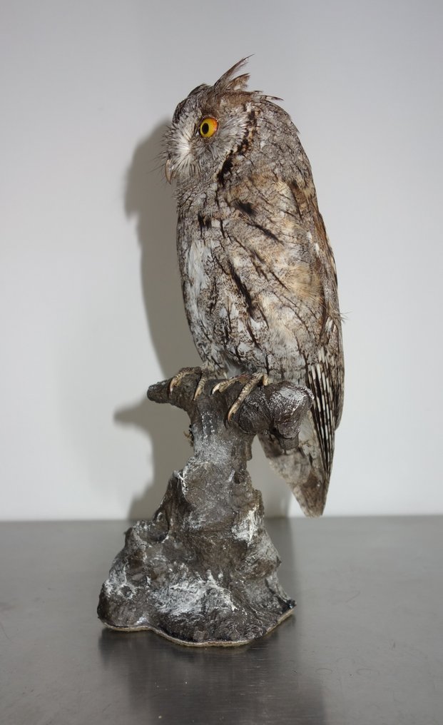 Scops Owl Βάση ταρίχευσης ολόκληρου σώματος - Otus scops (with full EU Article 10, Commercial Use) - 22 cm - 9 cm - 11 cm - CITES Προσάρτημα ΙΙ - Παράρτημα Α στην ΕΕ #2.1