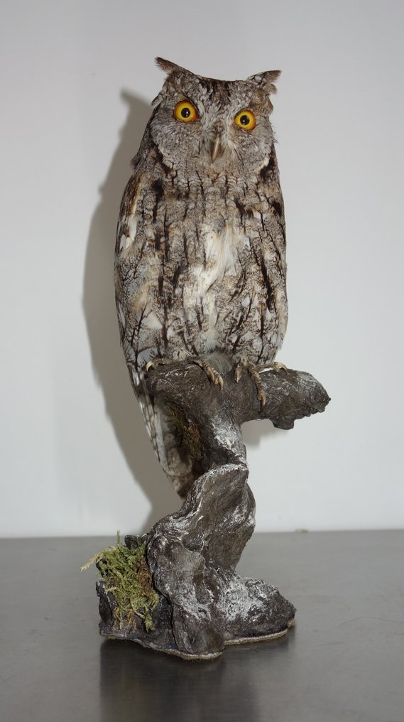 Scops Owl Βάση ταρίχευσης ολόκληρου σώματος - Otus scops (with full EU Article 10, Commercial Use) - 22 cm - 9 cm - 11 cm - CITES Προσάρτημα ΙΙ - Παράρτημα Α στην ΕΕ #1.1