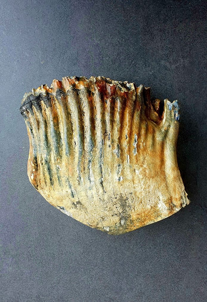 Mamut lanudo - Diente fósil - 194 mm - 185 mm #2.1