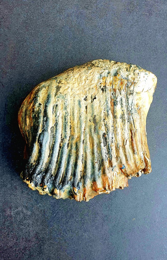 Mamut lanudo - Diente fósil - 194 mm - 185 mm #1.2