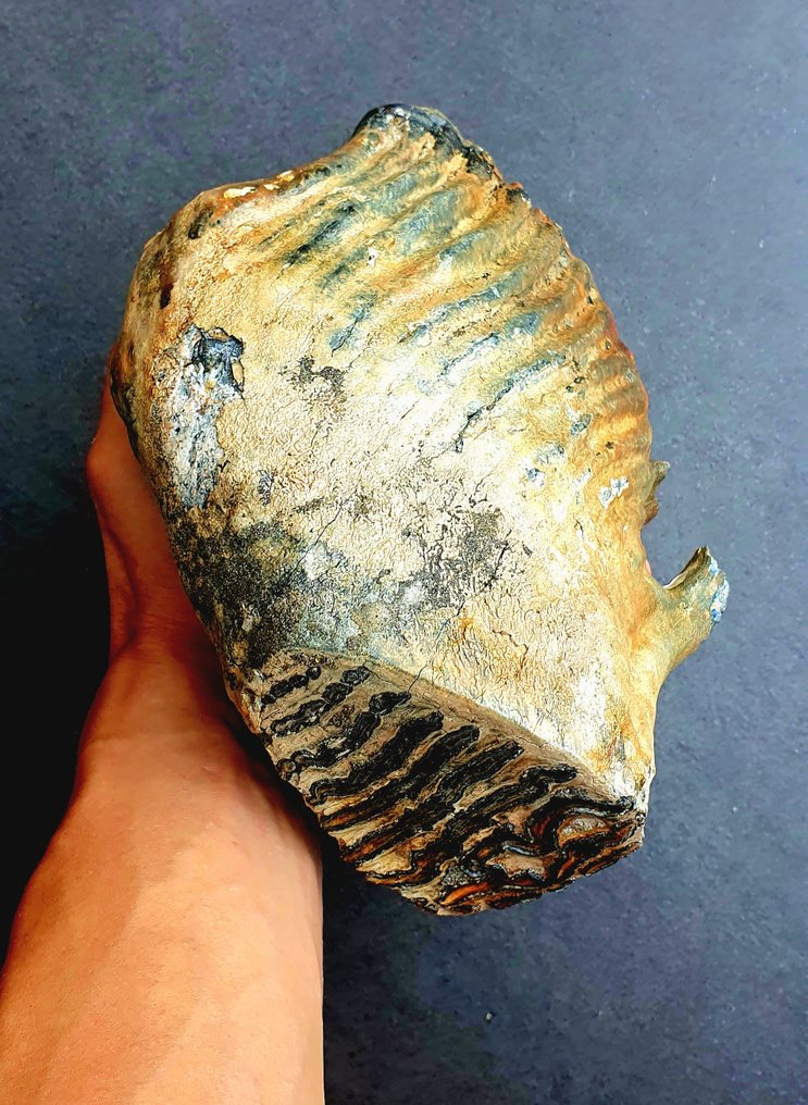 真猛玛象 - 牙齿化石 - 194 mm - 185 mm #1.1