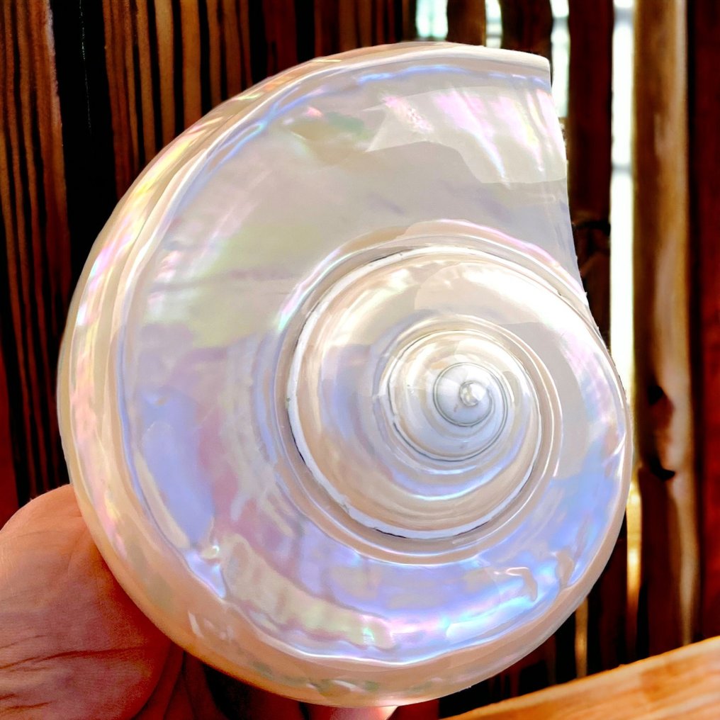 mother-of-pearl shell Sea shell - Turbo Marmoratus #2.1