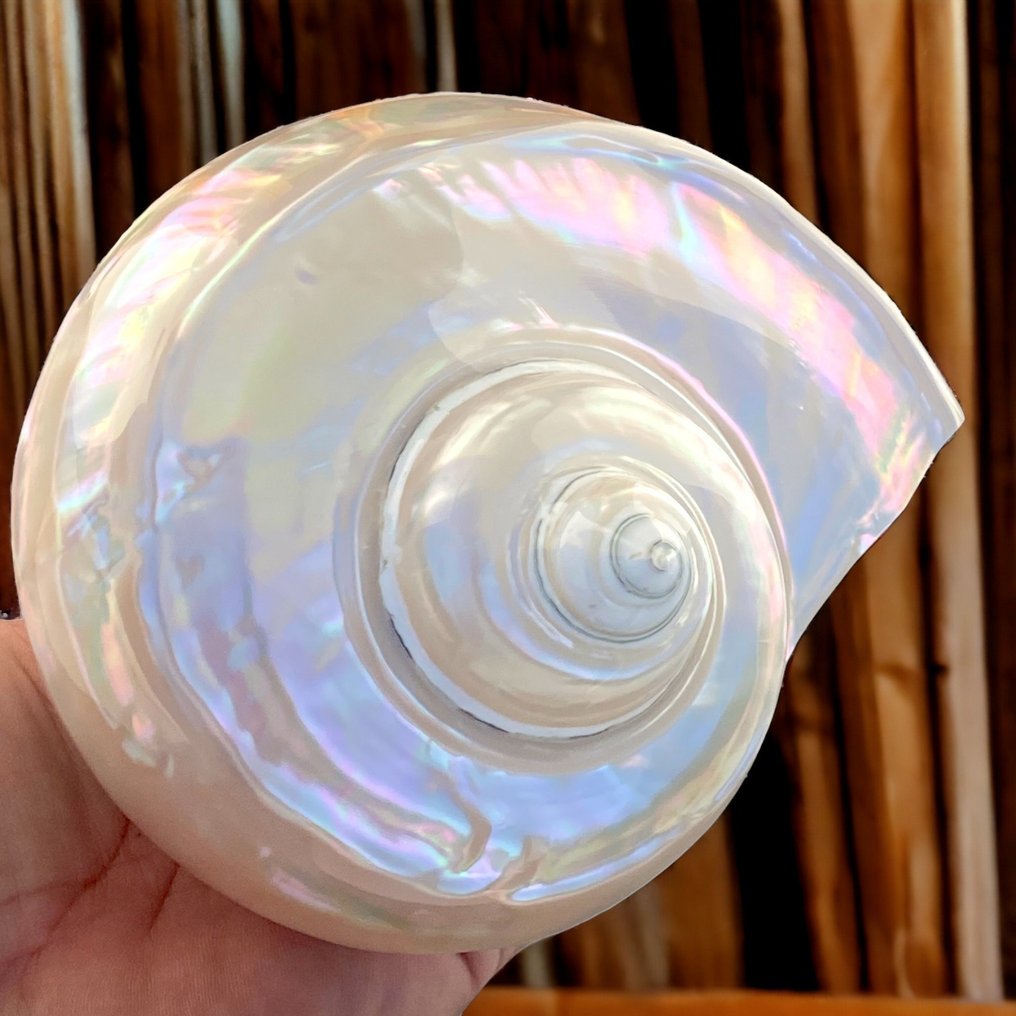 mother-of-pearl shell Sea shell - Turbo Marmoratus #1.1