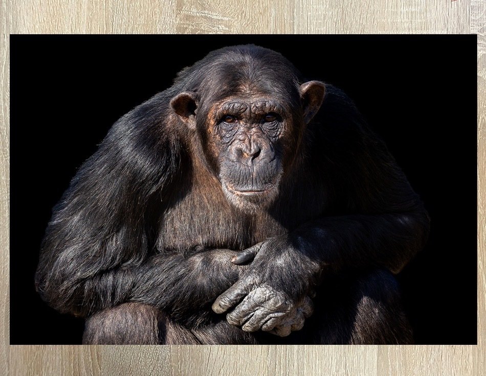 Marco Simoni - " Pan Troglodytes " #3.2