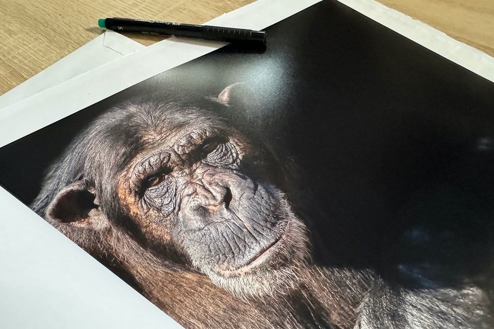 Marco Simoni - " Pan Troglodytes " #1.0