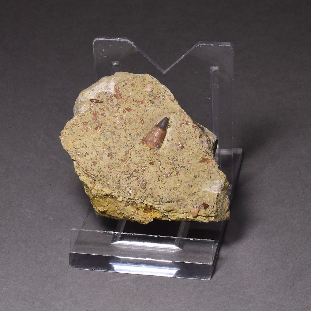 Fossiler Wirbelknochen - Collection of seven "bonebed" fossils #1.0