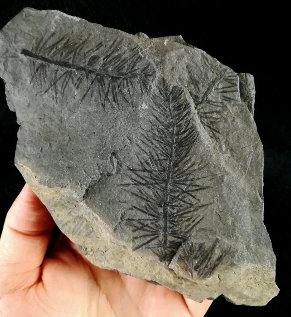 马尾（木贼目） - 化石植物 - Asterophyllites equisetiformis (SCHLOTHEIM;  BRONGNIART, 1828) - 130 mm - 120 mm #1.1