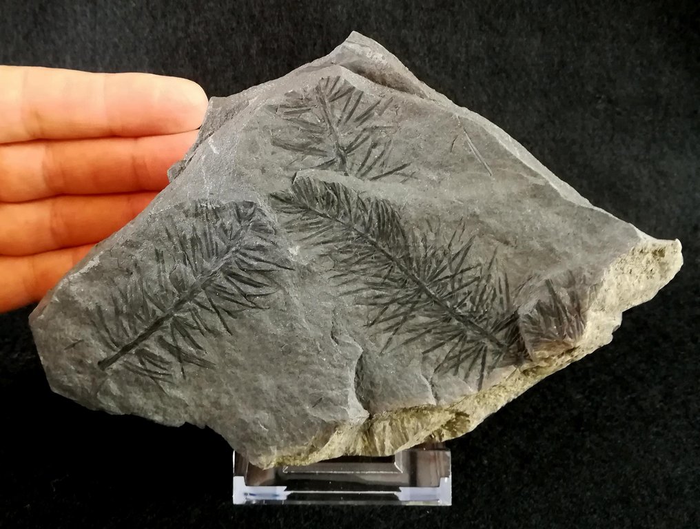 Skrzyp (Equisetales) - Skamieniała roślina - Asterophyllites equisetiformis (SCHLOTHEIM;  BRONGNIART, 1828) - 130 mm - 120 mm #3.1