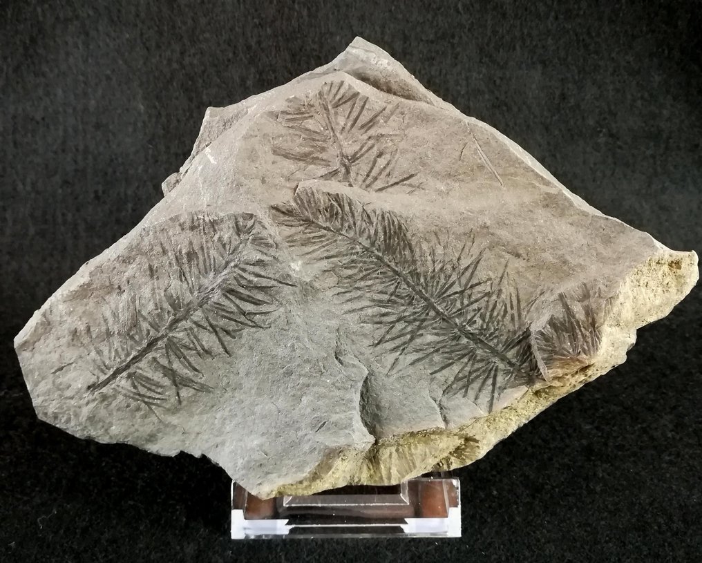 Schachtelhalm (Equisetales) - Versteinerte Pflanze - Asterophyllites equisetiformis (SCHLOTHEIM;  BRONGNIART, 1828) - 130 mm - 120 mm #2.1