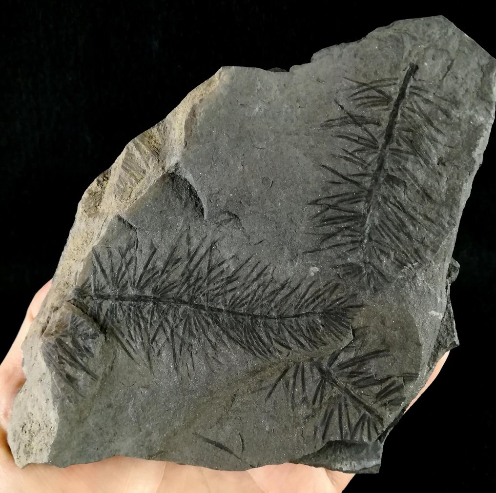 马尾（木贼目） - 化石植物 - Asterophyllites equisetiformis (SCHLOTHEIM;  BRONGNIART, 1828) - 130 mm - 120 mm #1.2