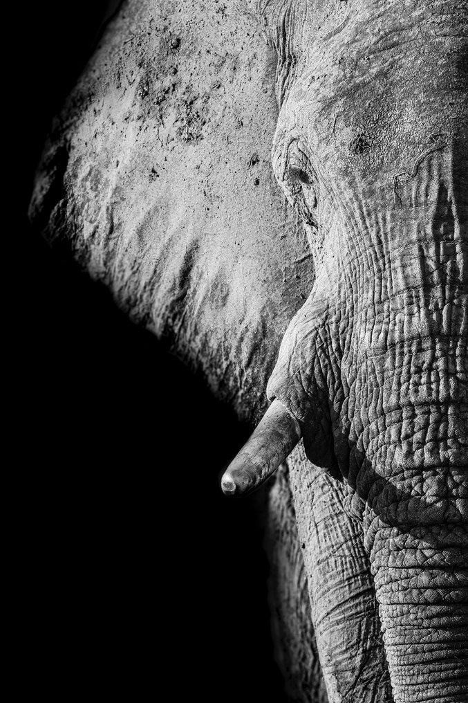 Marco Simoni - 88 years old - XL #1.0