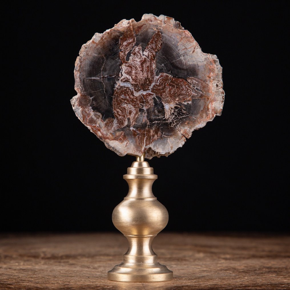 Modern Wunderkammer - Fossiel hout - Araucaria-plak op gedraaide messing voet - Fossiel fragment #4.3