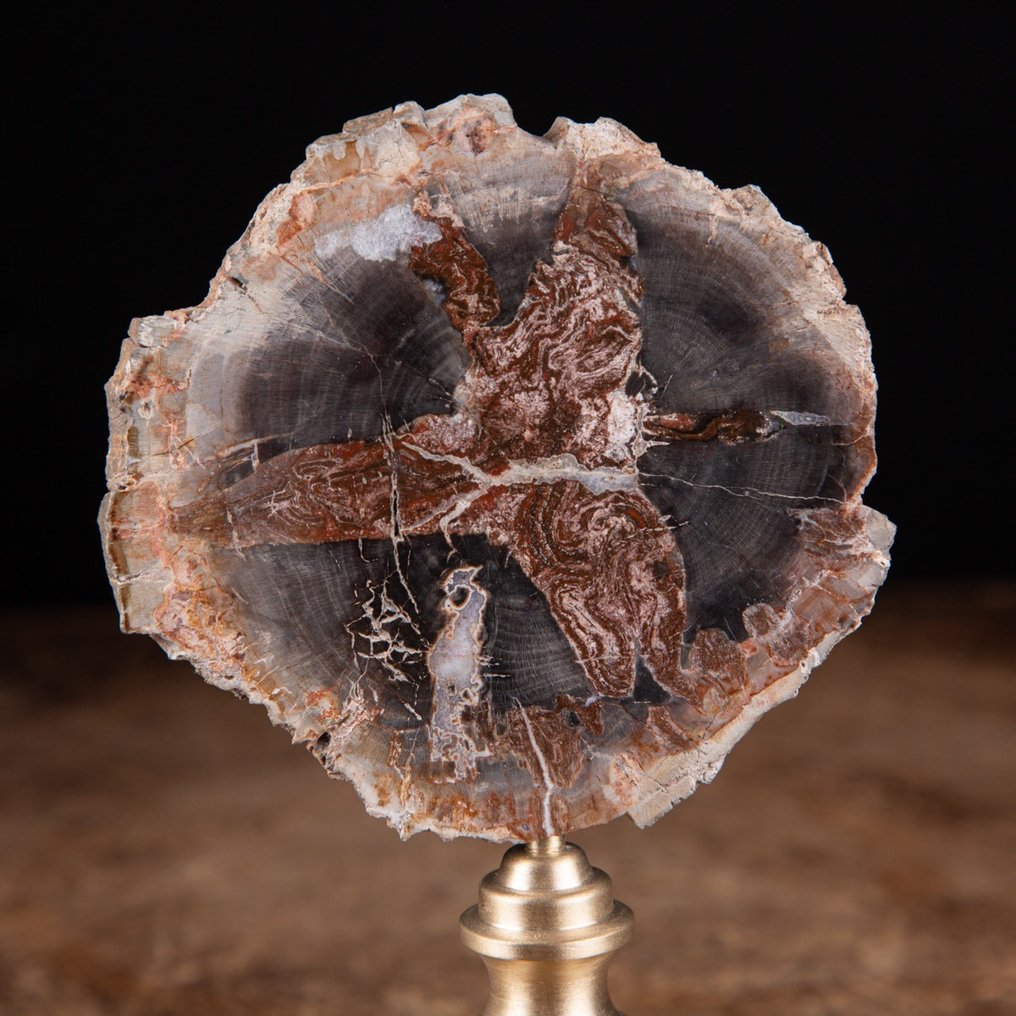 Modern Wunderkammer - Fossiel hout - Araucaria-plak op gedraaide messing voet - Fossiel fragment #3.2