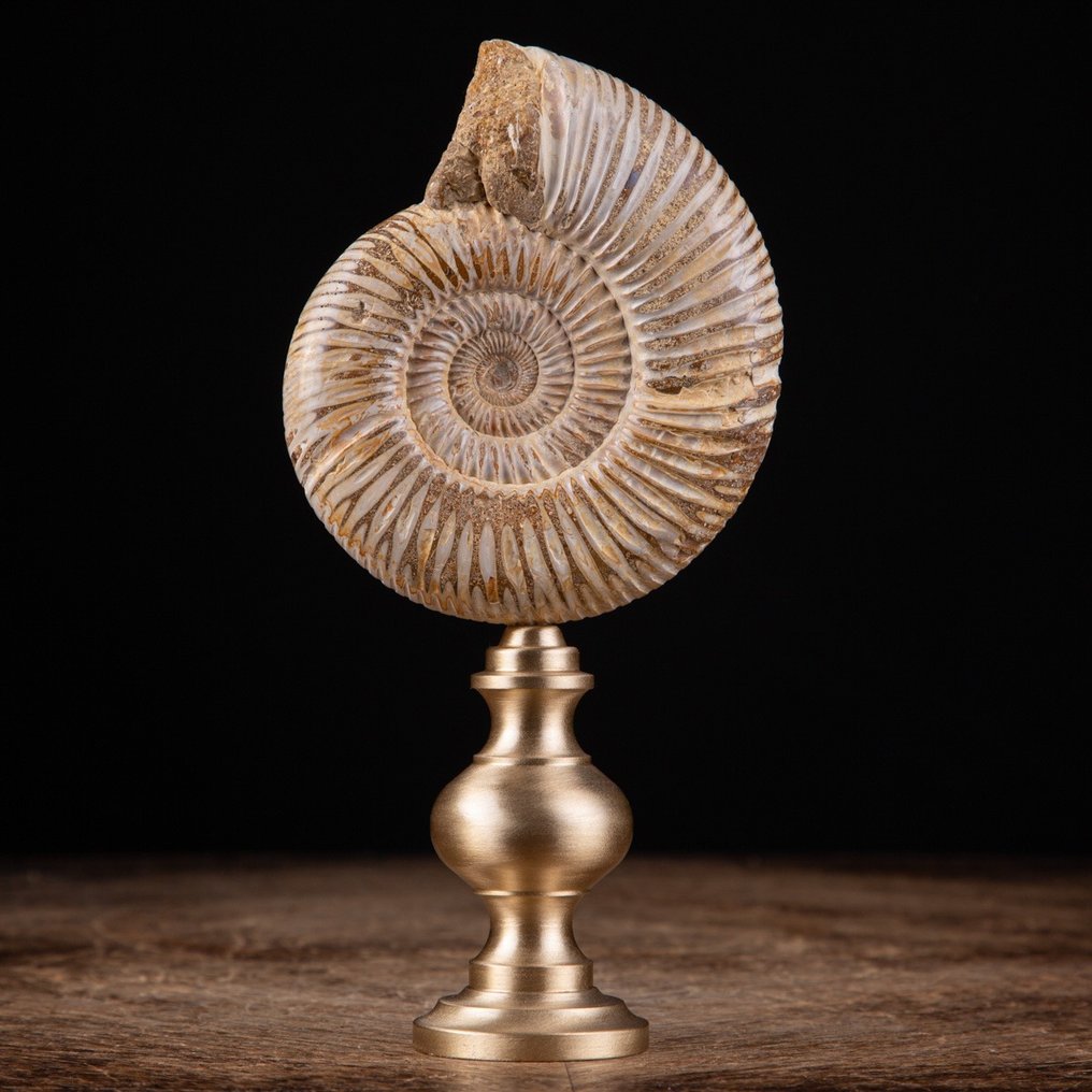 Ammonit - på specialstand - Perisphinctes - Fossilt fragment - 170 mm - 85 mm #2.1