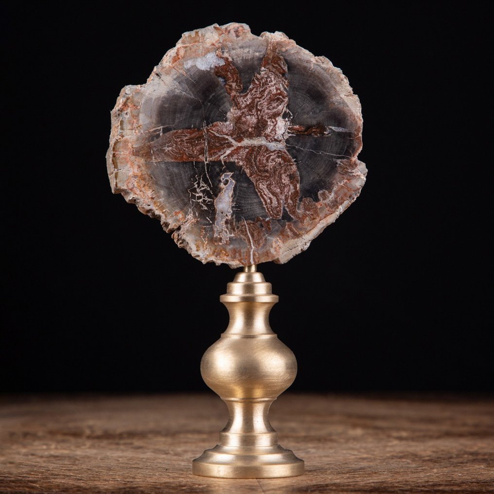 Modern Wunderkammer - Fossiel hout - Araucaria-plak op gedraaide messing voet - Fossiel fragment #2.1