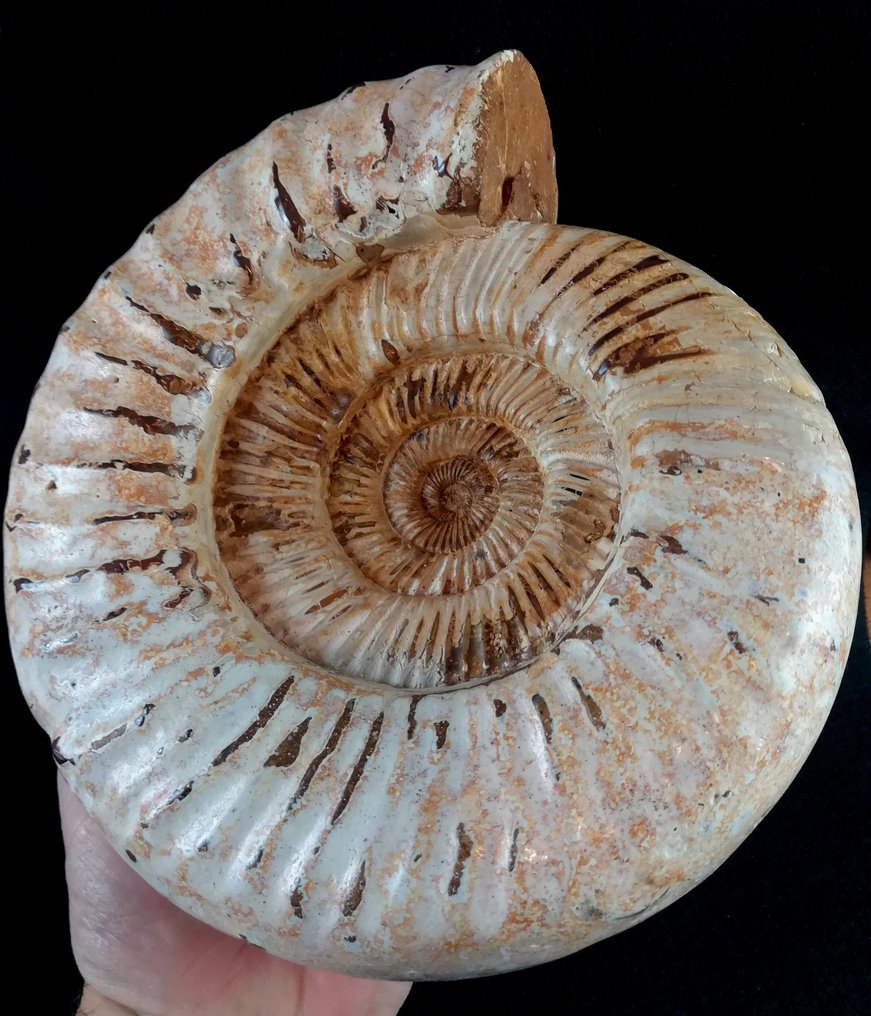 Ammonite - Fossilised animal - Kranaosphinctes roedereri (Collignon) - 23.5 cm - 21.5 cm #1.2