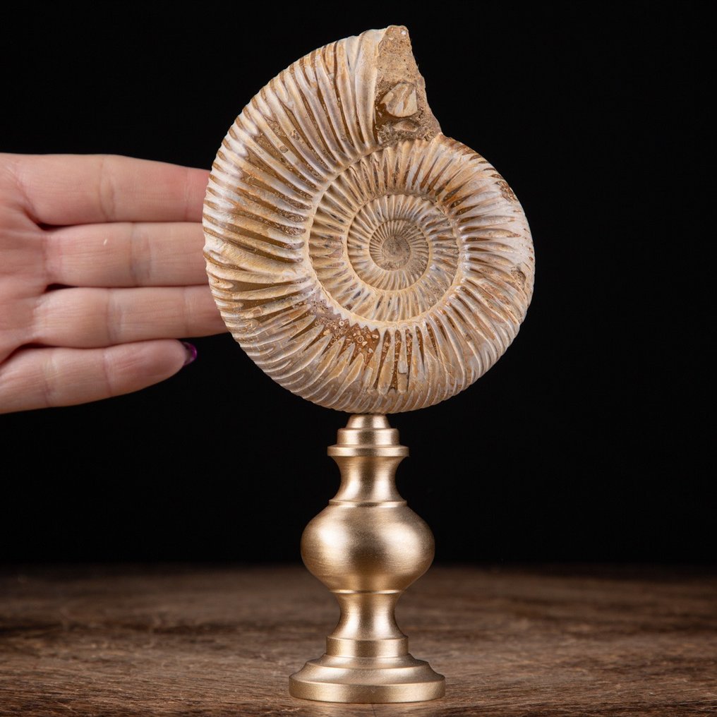 Ammonit - auf maßgefertigtem Ständer - Perisphinctes - Fossiles Fragment - 170 mm - 85 mm #1.1