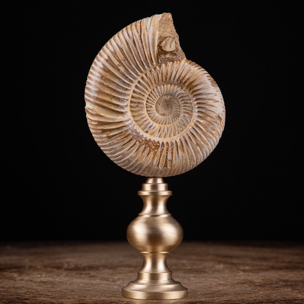 Ammonit - auf maßgefertigtem Ständer - Perisphinctes - Fossiles Fragment - 170 mm - 85 mm #1.2