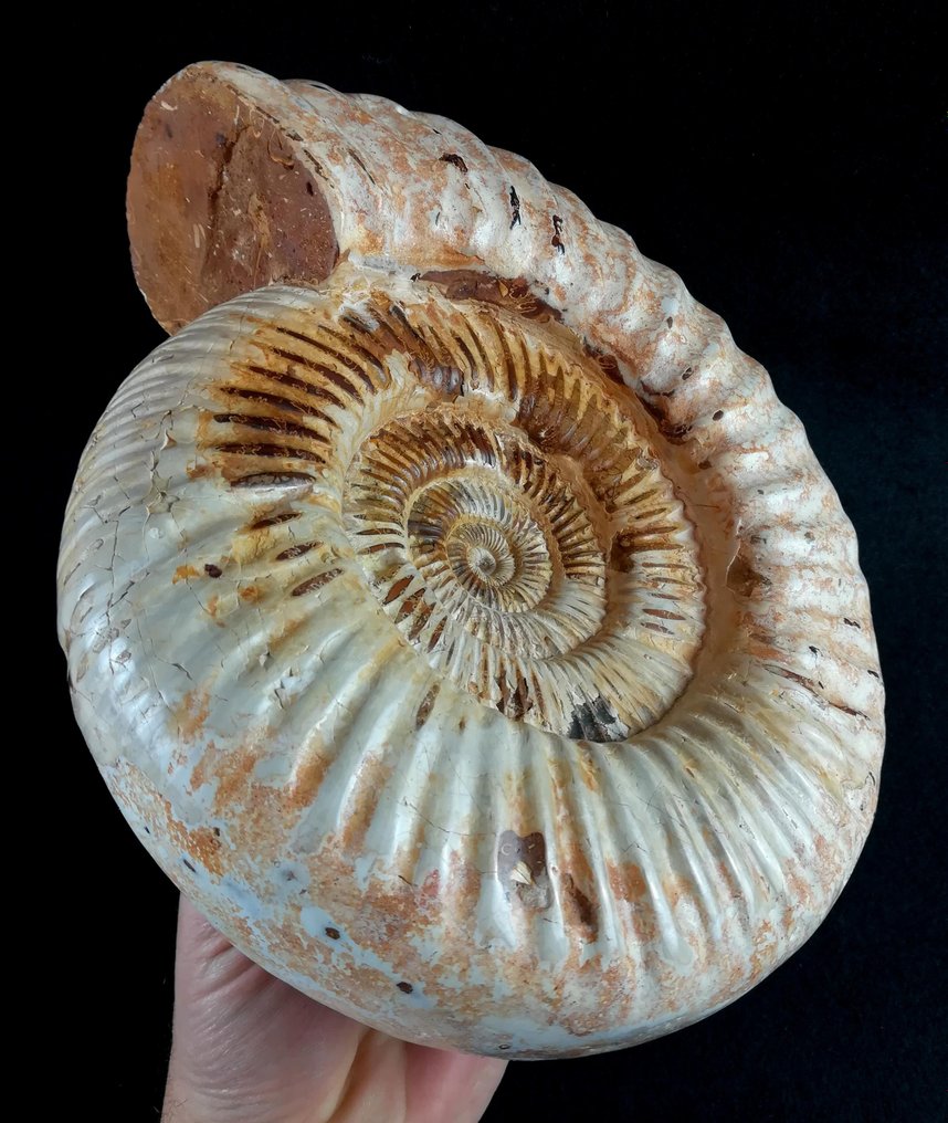 菊石亞綱 - 動物化石 - Kranaosphinctes roedereri (Collignon) - 23.5 cm - 21.5 cm #2.1
