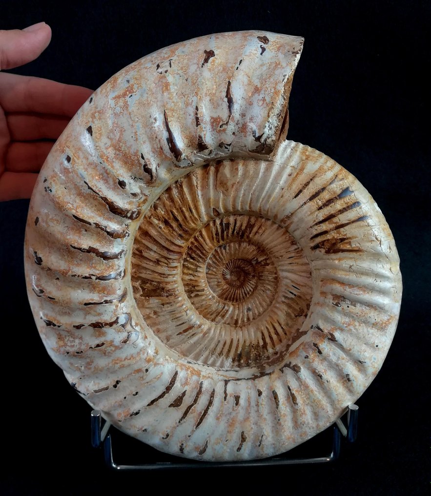 Amonite - Animal fossilizado - Kranaosphinctes roedereri (Collignon) - 23.5 cm - 21.5 cm #1.1