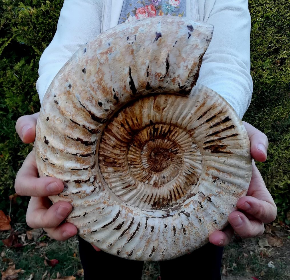 Ammonit - Forstenet dyr - Kranaosphinctes roedereri (Collignon) - 23.5 cm - 21.5 cm #1.1