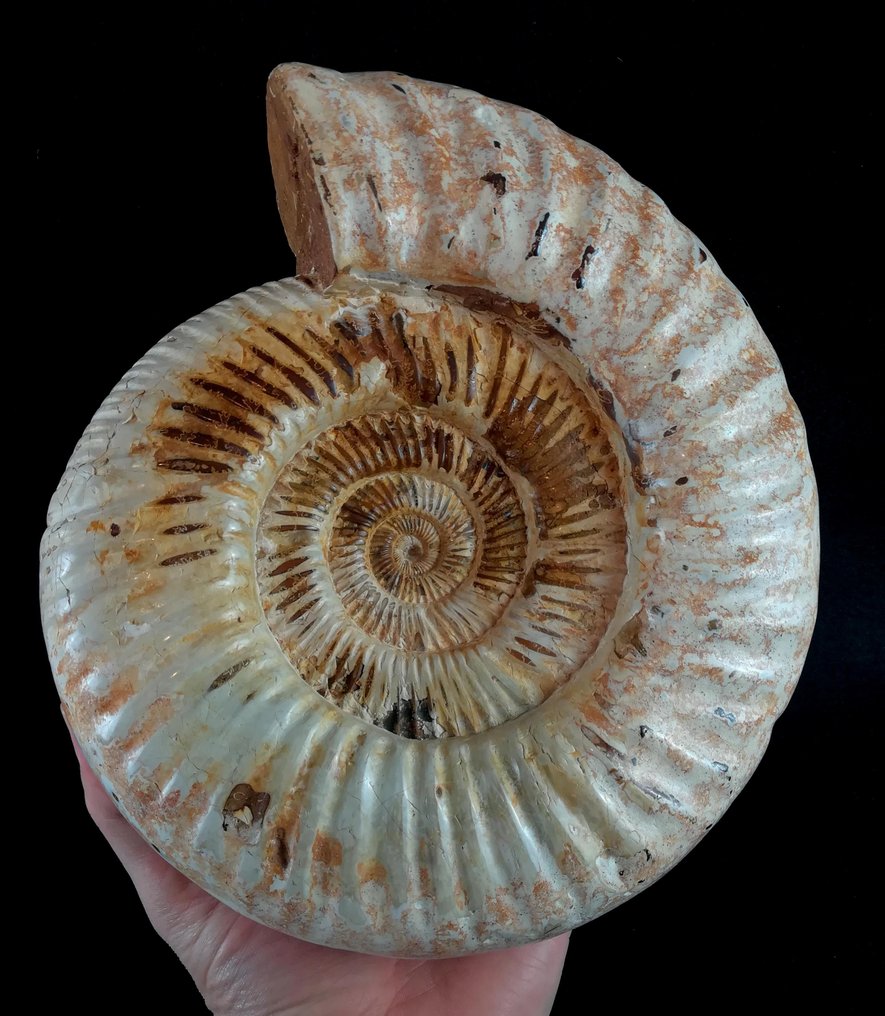 菊石亞綱 - 動物化石 - Kranaosphinctes roedereri (Collignon) - 23.5 cm - 21.5 cm #1.2